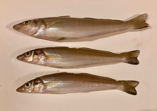 シロギスの釣果