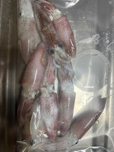 マメイカの釣果