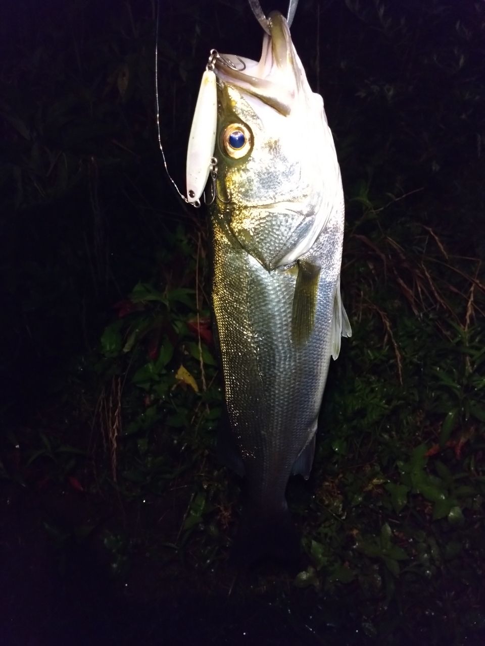DAIWA 21モアザン ブランジーノ EX AGS 94MLの最安値・インプレ・釣果