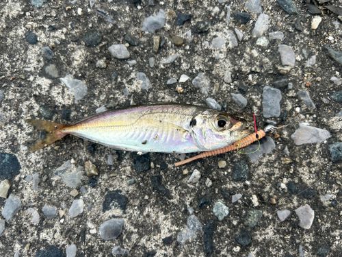 マアジの釣果