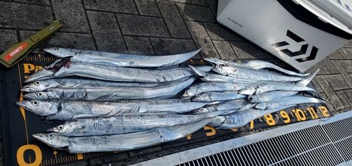タチウオの釣果