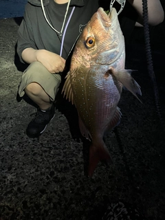 マダイの釣果