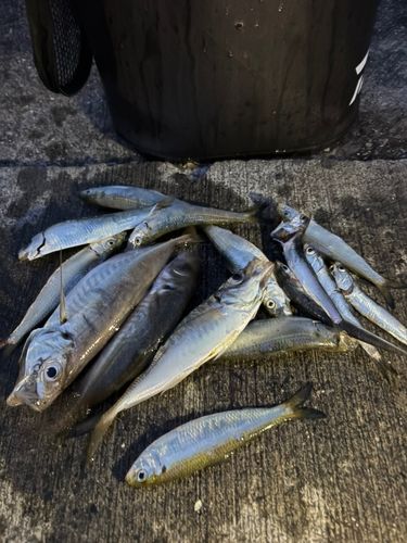 アジの釣果