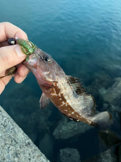 キジハタの釣果
