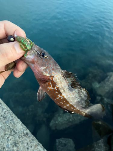 キジハタの釣果