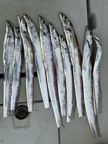 タチウオの釣果