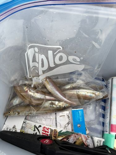 キスの釣果
