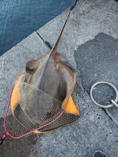 アカエイの釣果