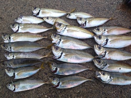 マアジの釣果