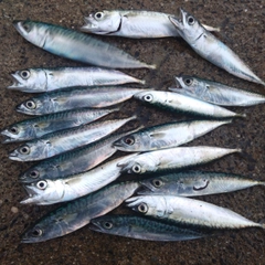 マサバの釣果