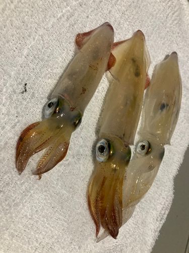 ケンサキイカの釣果