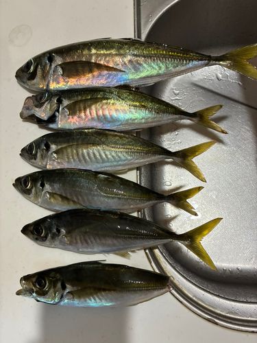 アジの釣果