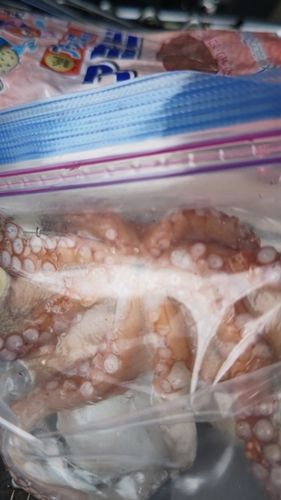 マダコの釣果