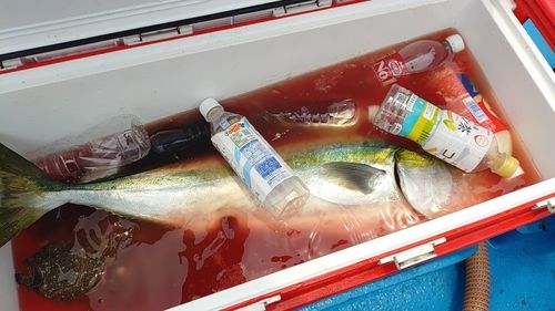 ブリの釣果