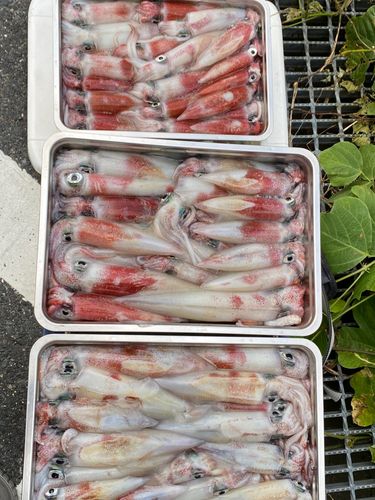 シロイカの釣果