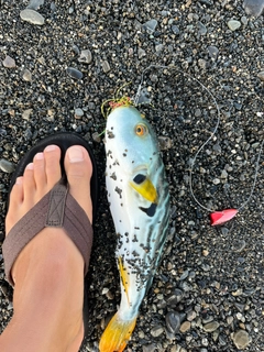 シマフグの釣果