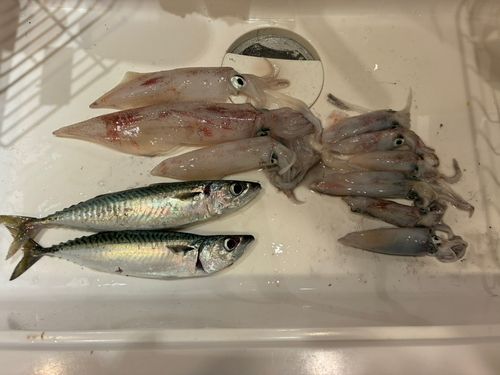 イカの釣果