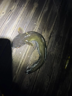 マナマズの釣果