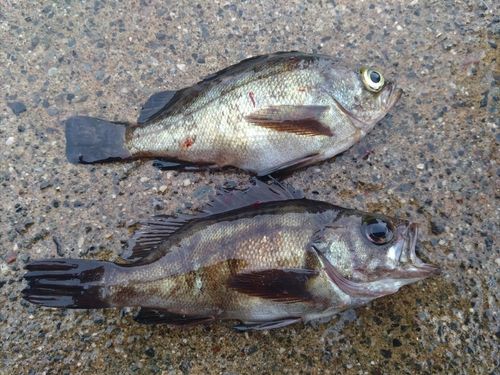 メバルの釣果