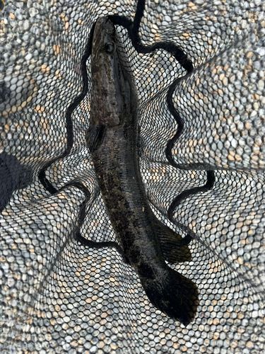 カムルチーの釣果