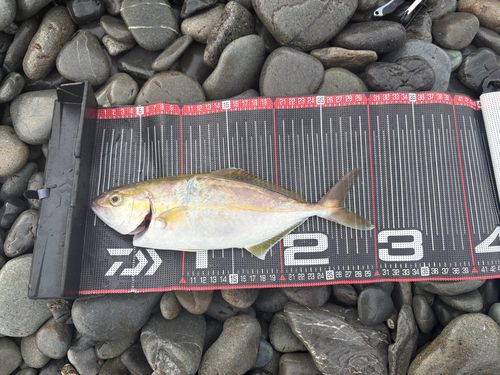 ショゴの釣果