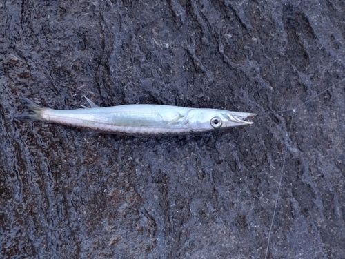 カマスの釣果