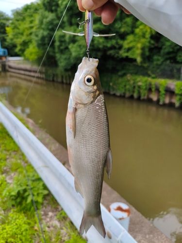 ワタカの釣果