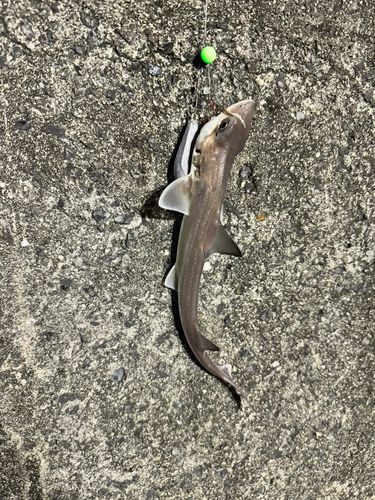 ホシザメの釣果