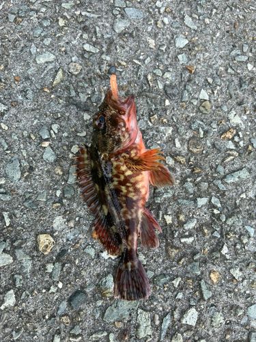 カサゴの釣果
