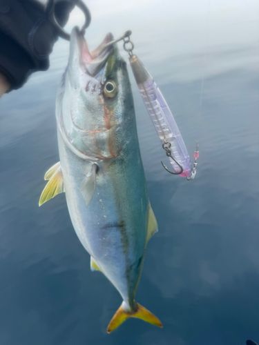 イナダの釣果