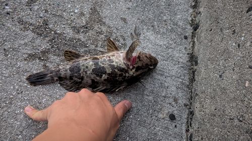 タケノコメバルの釣果