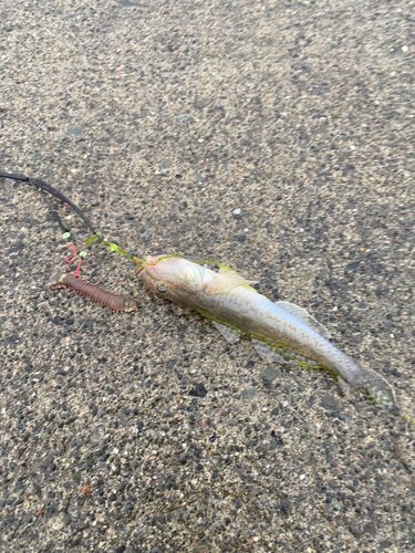 ハゼの釣果