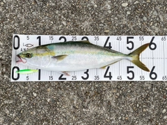 メジロの釣果