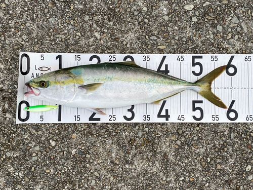 メジロの釣果