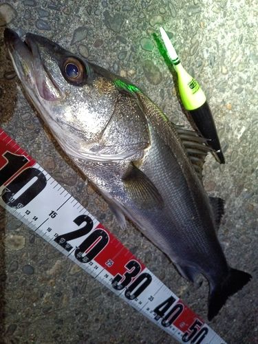 フッコ（マルスズキ）の釣果