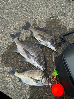 クロダイの釣果