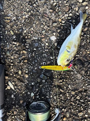フグの釣果