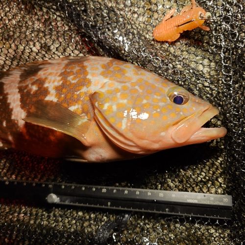 キジハタの釣果