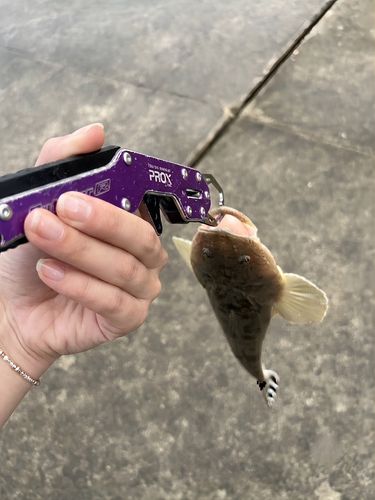 マゴチの釣果