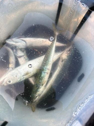 サバの釣果