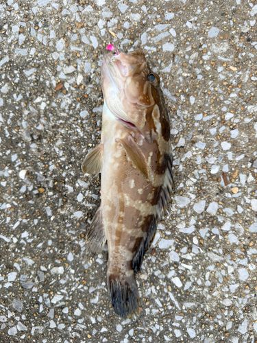 クエの釣果