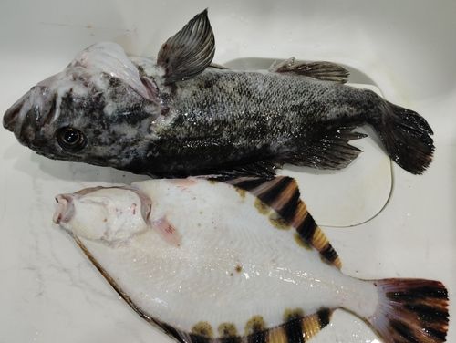 ソイの釣果