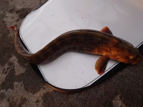 ガジの釣果