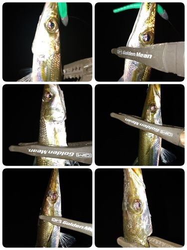 カマスの釣果