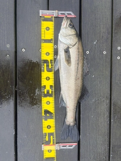 フッコ（マルスズキ）の釣果