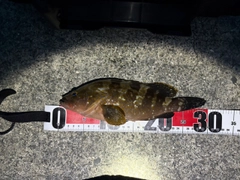 アコウの釣果