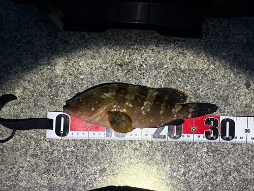 アコウの釣果