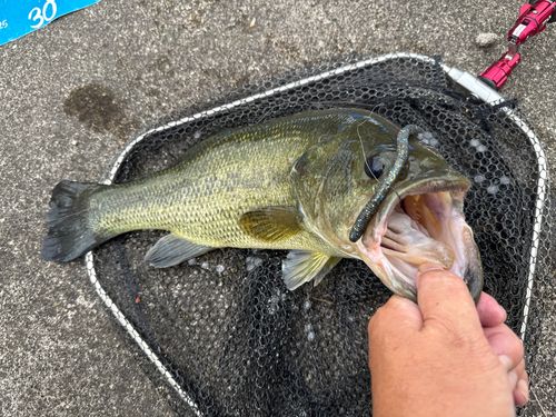 ラージマウスバスの釣果