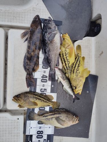 シマゾイの釣果