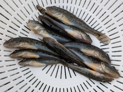 マハゼの釣果